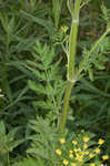 Wild parsnip